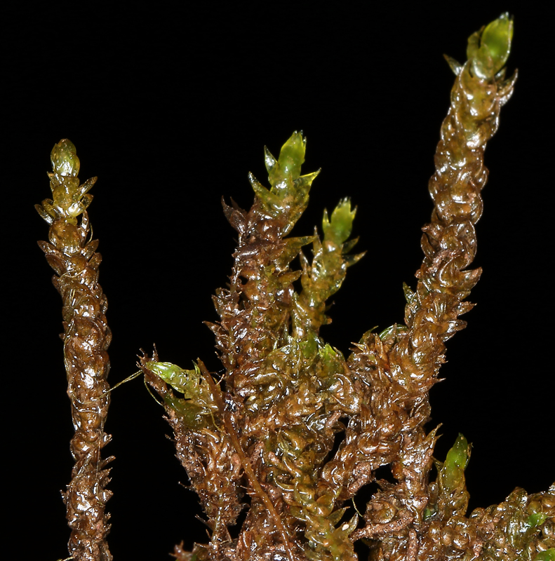 Hygrohypnum ochraceum